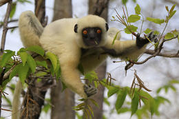 Sifaka Deckenův (Propithecus deckenii), Tsingy de Bemarahas, západní Madagaskar