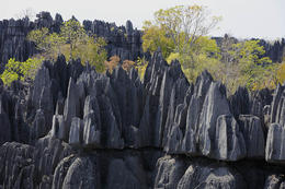 Tsingy de Bemarahas - Grands Tsingy, západní Madagaskar
