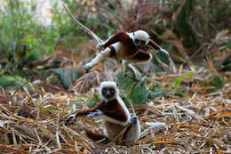 Sifaka Coquerelův (Propithecus coquereli), Madagaskar