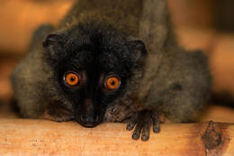 Lemur běločelý - samice (Eulemur albifrons), Madagaskar