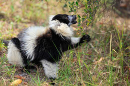 Vari černobílý (Varecia variegata), Madagaskar