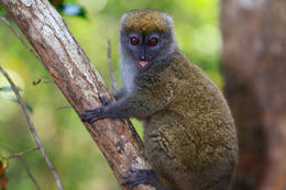Lemur šedý (Hapalemur griseus), Madagaskar