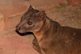 Fosa (Cryptoprocta ferox), Madagaskar