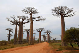 Avenue du Baobab, Morondava, západní Madagaskar