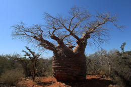 Baobab, NP Lac Tsimanampetsotsa, jihozápadní Madagaskar