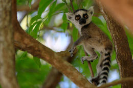 Lemur kata (Lemur catta), park Anja, Madagaskar