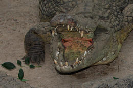 Krokodýl nilský, Madagaskar