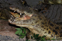 Krokodýl nilský, Madagaskar