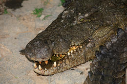 Krokodýl nilský, Madagaskar
