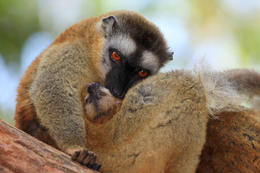 Lemur běločelý hnědý (Eulemur fulvus fulvus), Madagaskar