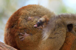Lemur běločelý hnědý (Eulemur fulvus fulvus), Madagaskar