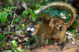 Lemur běločelý hnědý (Eulemur fulvus fulvus), Madagaskar