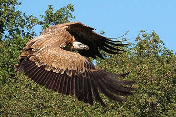 Sup bělohlavý, ostrov Cres, Chorvatsko