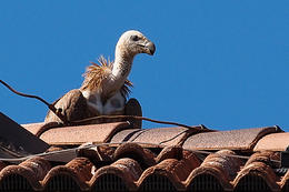 Sup bělohlavý, ostrov Cres, Chorvatsko