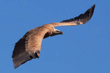 Sup bělohlavý, ostrov Cres, Chorvatsko
