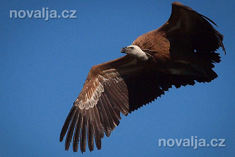 Sup bělohlavý (Gyps fulvus)