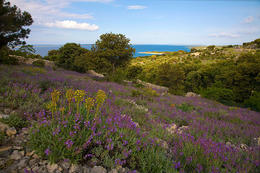 Flora ostrova Pag, Chorvatsko