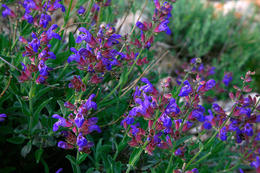 Flora ostrova Pag, Chorvatsko