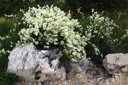 Flora ostrova Pag, Chorvatsko