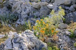 Flora ostrova Pag, Chorvatsko
