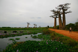 Avenue du Baobab, Morondava, západní Madagaskar