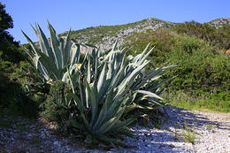 Pláž Mala Milna - letovisko Milna, ostrov Hvar, Chorvatsko