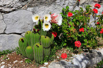 Jižní zátoky ostrova Hvar - kaktusy v zátoce u domu Jih 11, Chorvatsko