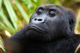 Gorila východní, samice (Gorilla beringei graueri), národní park Kahuzi-Biega, Jižní Kivu, D.R.Kongo