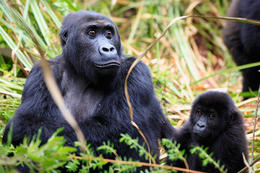 Gorila východní, samice s mládětem (Gorilla beringei graueri), národní park Kahuzi-Biega, Jižní Kivu, D.R.Kongo