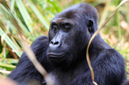 Gorila východní, samice (Gorilla beringei graueri), národní park Kahuzi-Biega, Jižní Kivu, D.R.Kongo