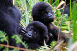 Gorila východní, mláďata (Gorilla beringei graueri), národní park Kahuzi-Biega, Jižní Kivu, D.R.Kongo