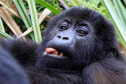 Gorila východní, mládě (Gorilla beringei graueri), národní park Kahuzi-Biega, Jižní Kivu, D.R.Kongo