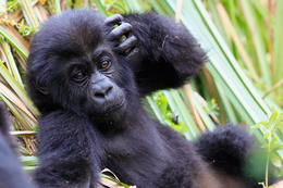 Gorila východní, mládě (Gorilla beringei graueri), národní park Kahuzi-Biega, Jižní Kivu, D.R.Kongo
