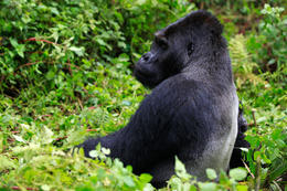 Gorila východní, samec (Gorilla beringei graueri), národní park Kahuzi-Biega, Jižní Kivu, D.R.Kongo