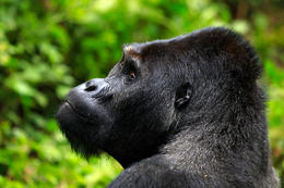 Gorila východní, samec (Gorilla beringei graueri), národní park Kahuzi-Biega, Jižní Kivu, D.R.Kongo