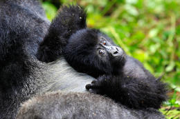 Gorila východní, mládě (Gorilla beringei graueri), národní park Kahuzi-Biega, Jižní Kivu, D.R.Kongo