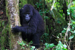 Gorila východní, (Gorilla beringei graueri), národní park Kahuzi-Biega, Jižní Kivu, D.R.Kongo