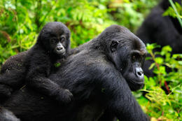 Gorila východní, samice s mládětem (Gorilla beringei graueri), národní park Kahuzi-Biega, Jižní Kivu, D.R.Kongo