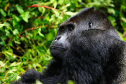 Gorila východní, samec (Gorilla beringei graueri), národní park Kahuzi-Biega, Jižní Kivu, D.R.Kongo