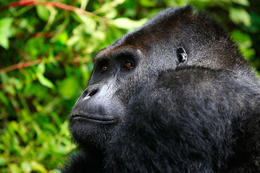 Gorila východní, samec (Gorilla beringei graueri), národní park Kahuzi-Biega, Jižní Kivu, D.R.Kongo