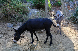Písečná pláž Lovrečina, ostrov Brač, Chorvatsko