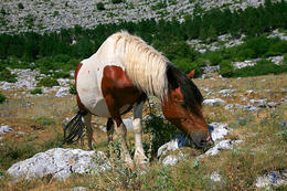 Chráněná oblast Biokovo, Chorvatsko