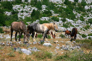 Chráněná oblast Biokovo, Chorvatsko
