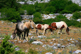 Chráněná oblast Biokovo, Chorvatsko