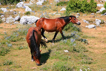 Chráněná oblast Biokovo, Chorvatsko