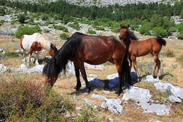 Chráněná oblast Biokovo, Chorvatsko