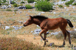 Chráněná oblast Biokovo, Chorvatsko