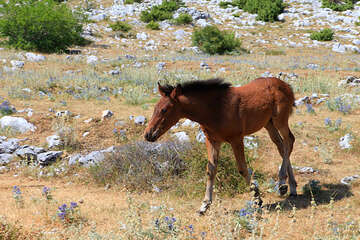 Chráněná oblast Biokovo, Chorvatsko