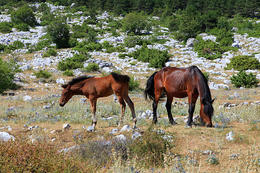 Chráněná oblast Biokovo, Chorvatsko