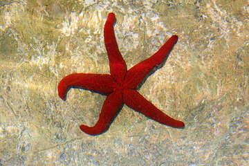 Mořská hvězdice - pláž Ručica, ostrov Pag, Chorvatsko